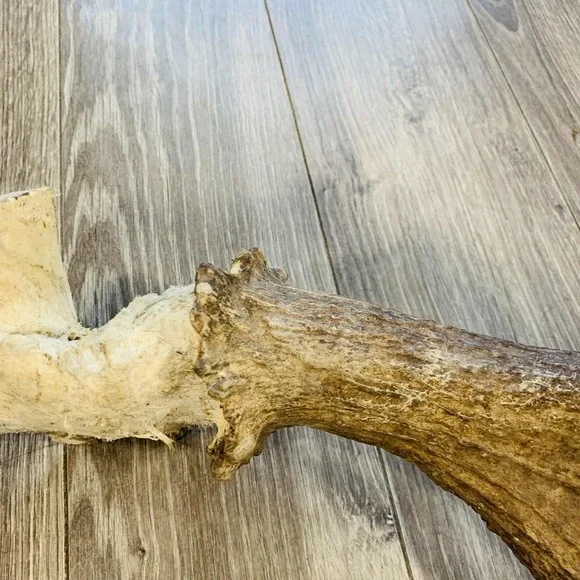 Naturally Shed Wild Moose Antler (Horn, Knife, Carving, Chew, Taxidermy) Full - Picture 10 of 16